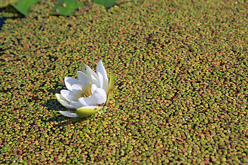 Image showing water lily amongst marsh duckweed