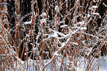 Image showing winter bush