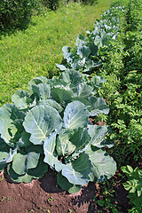 Image showing head of cabbage in vegetable garden