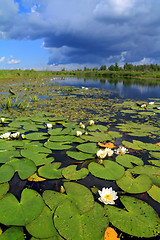 Image showing water lilies on small lake