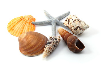 Image showing Shell