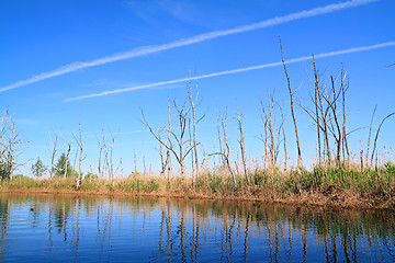 Image showing dry tree on coast river