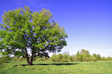 Image showing green oak on summer field 