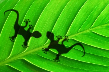 Image showing gecko shadow on leaf