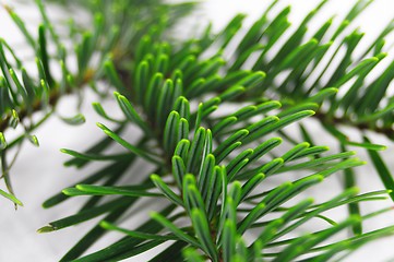 Image showing fresh green fir branch