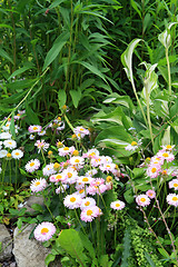 Image showing decorative flowerses on town lawn