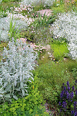 Image showing decorative flowerses on town lawn