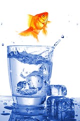 Image showing goldfish in glass water