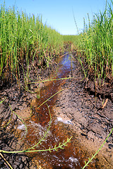 Image showing small creek amongst horsetail in marsh