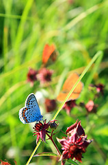 Image showing blue butterfly on green background