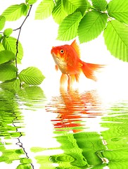 Image showing goldfish