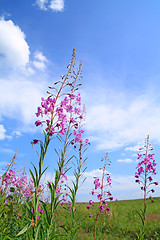 Image showing summer flowerses on celestial background