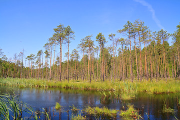 Image showing small lake in pine wood