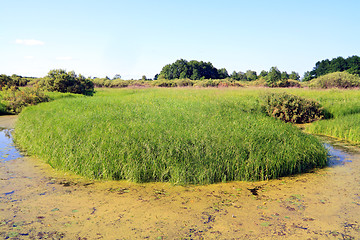 Image showing green island in marsh