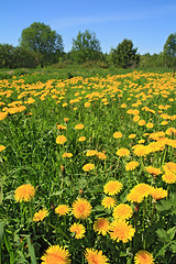 Image showing dandelions in wood