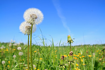 Image showing white dandelion on green field