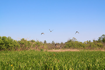 Image showing wild ducks on green marsh