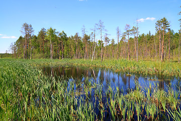 Image showing timber lake