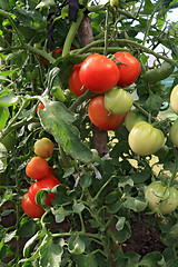 Image showing red and green tomatoes in hothouse