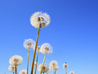 Image showing white dandelions on  blue background