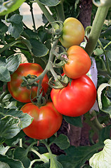 Image showing red tomatoes in plastic hothouse