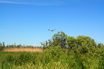 Image showing wild bird on green marsh