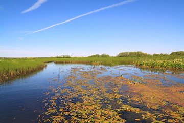 Image showing horsetail and duckweed in marsh