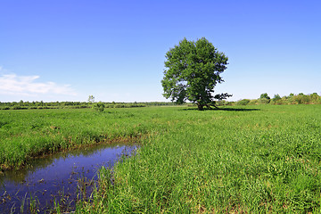 Image showing big oak on green field