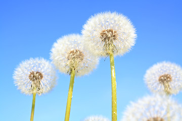 Image showing white dandelions on  blue background