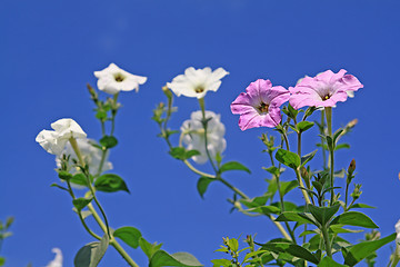 Image showing summer flowerses on blue background