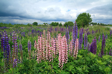 Image showing lupines on field under cloudy sky