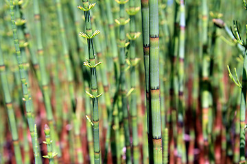 Image showing green horsetail in marsh