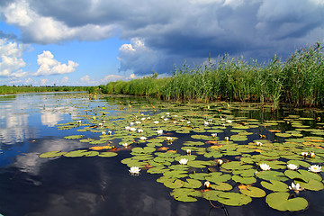 Image showing water lilies on small lake