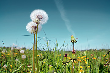 Image showing white dandelions on summer field