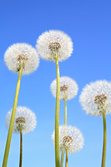 Image showing white dandelions on blue background