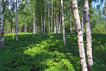 Image showing green fern in birch wood