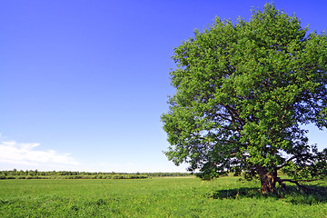 Image showing green oak on summer field 