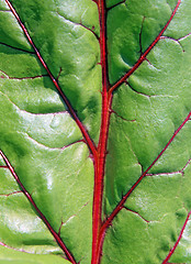 Image showing texture of the sheet of the beet