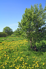 Image showing dandelions in wood