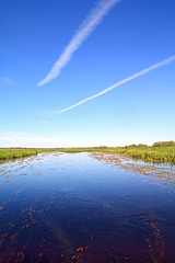 Image showing horsetail and duckweed in marsh