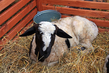 Image showing small calf near brown fence