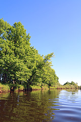 Image showing oak wood on coast river