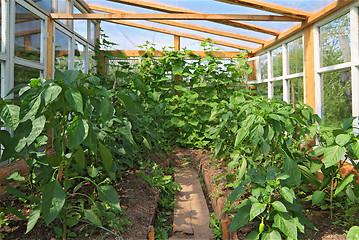 Image showing sprout pepper in glass hothouse