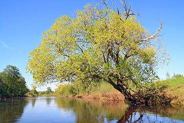 Image showing green tree on coast river