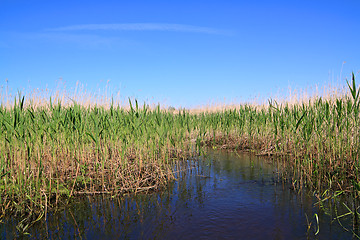 Image showing high dry reed in marsh