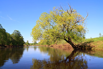 Image showing green tree on coast river