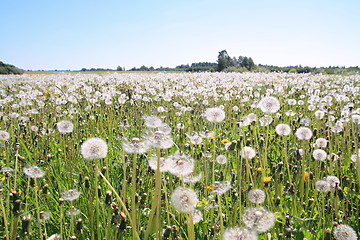 Image showing white dandelions on summer field