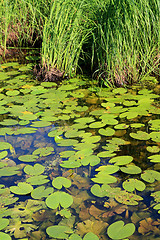 Image showing sheet of the water lily in wood marsh