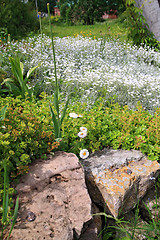 Image showing decorative flowerses on town lawn