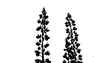Image showing silhouette lupines on white background